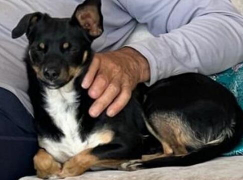 cade-kami?-assustada-com-fogos-da-virada,-cadelinha-desaparece-no-df