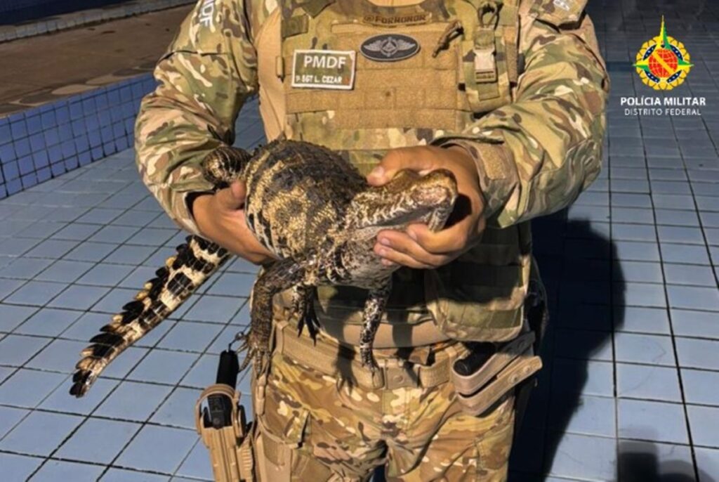 filhote-de-jacare-e-resgatado-dentro-de-piscina-em-clube-no-df