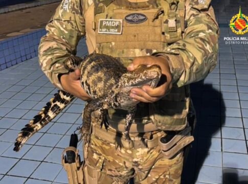 filhote-de-jacare-e-resgatado-dentro-de-piscina-em-clube-no-df