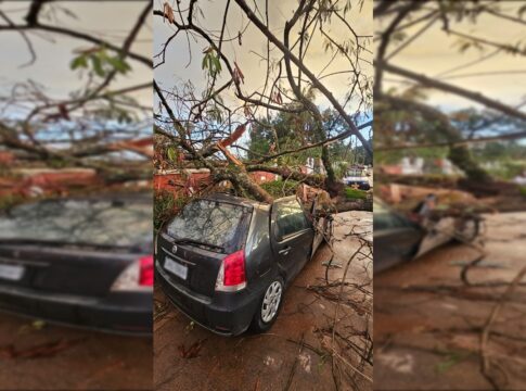 arvore-cai-e-destroi-carro-de-brasiliense-na-chapada-dos-veadeiros