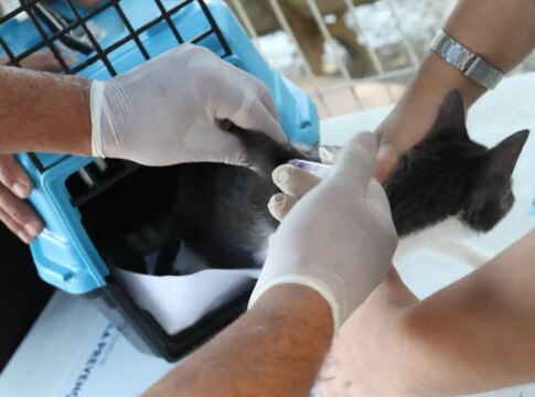 conselho-de-veterinaria-alerta-para-doenca-que-afeta-gatos