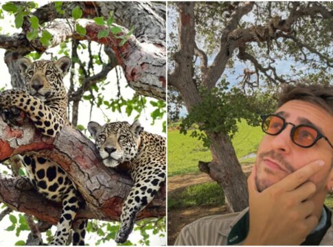 onca-pintada-e-filhote-sao-flagrados-descansando-em-galho-de-arvore.-veja-video