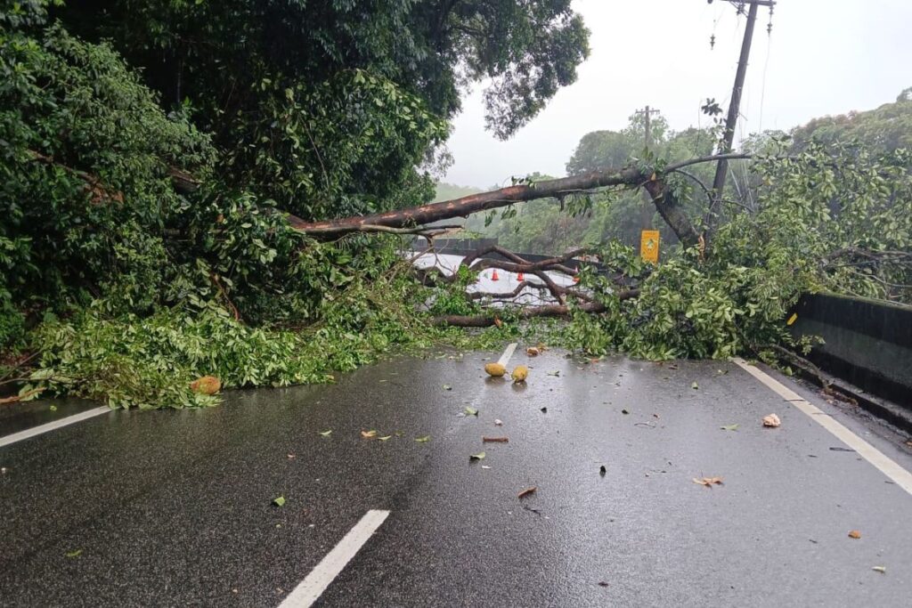 volta-do-reveillon-tem-queda-de-arvore-e-congestionamento-nas-estradas
