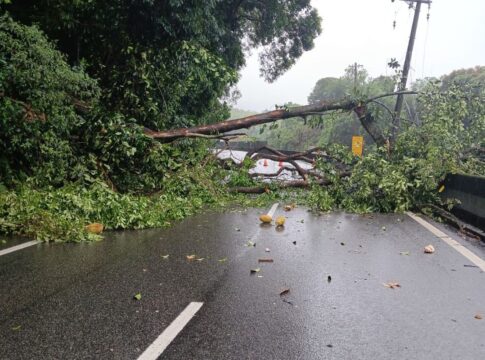 volta-do-reveillon-tem-queda-de-arvore-e-congestionamento-nas-estradas