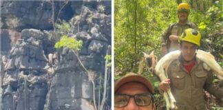 bode-fica-preso-a-120-metros-de-altura-e-mobiliza-corpo-de-bombeiros.-video