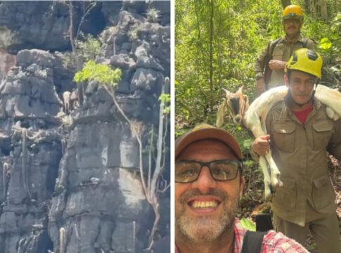 bode-fica-preso-a-120-metros-de-altura-e-mobiliza-corpo-de-bombeiros.-video