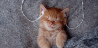 musica-para-gatos:-estudos-revelam-os-sons-que-acalmam-os-felinos