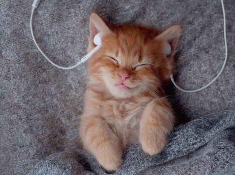 musica-para-gatos:-estudos-revelam-os-sons-que-acalmam-os-felinos