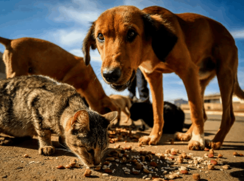 sem-cemiterio-publico,-57-toneladas-de-animais-mortos-foram-descartados-em-aterro-do-df