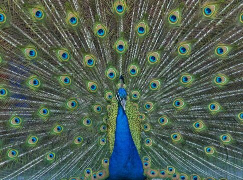 galanteador-da-natureza:-biologos-contam-fatos-curiosos-sobre-o-pavao