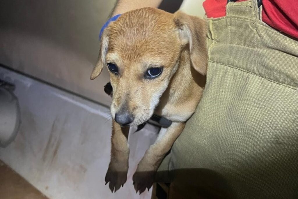 cachorrinho-fica-preso-em-tubulacao-a-10-metros-de-profundidade-no-df.-veja-video