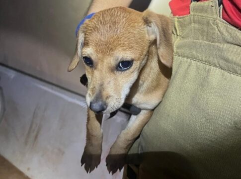 cachorrinho-fica-preso-em-tubulacao-a-10-metros-de-profundidade-no-df.-veja-video