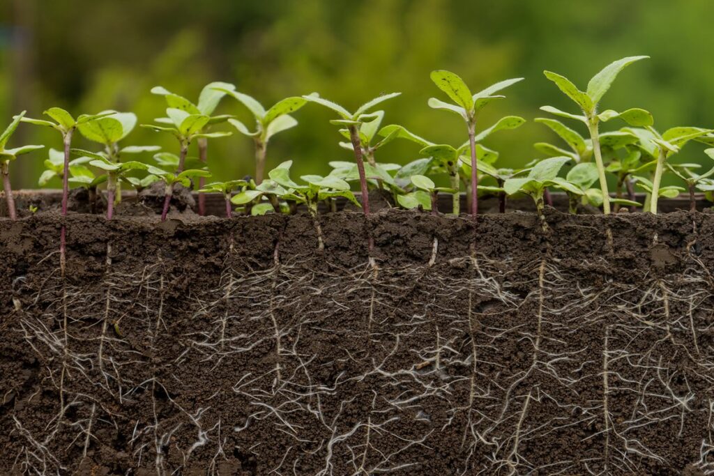 plantas-nao-absorvem-tanto-co2-quanto-se-acreditava,-indica-estudo
