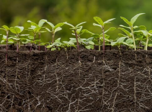 plantas-nao-absorvem-tanto-co2-quanto-se-acreditava,-indica-estudo