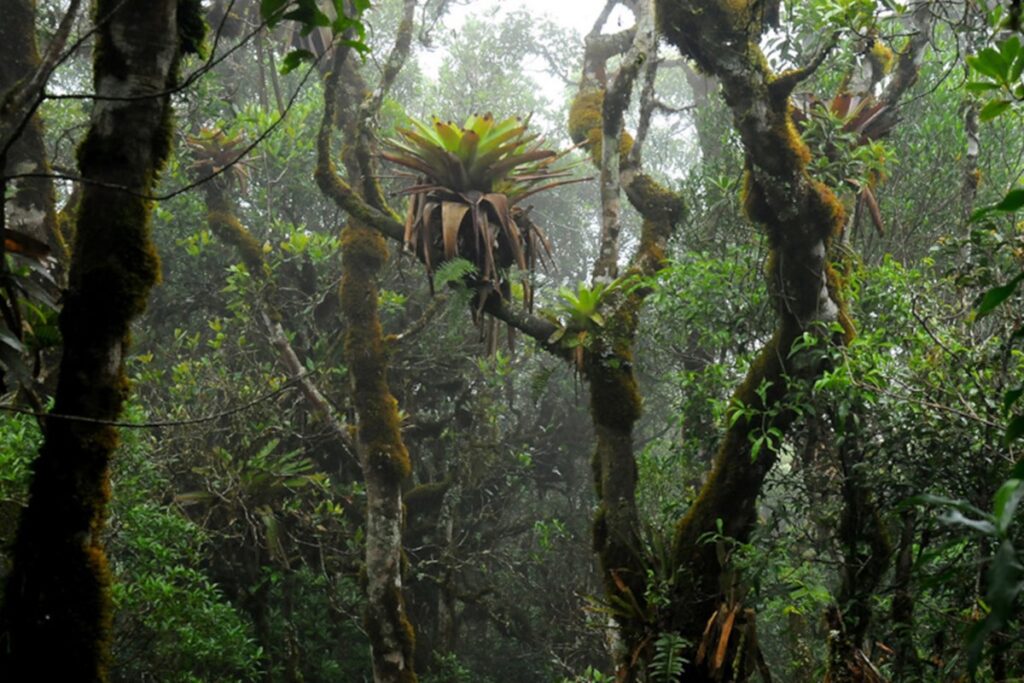 bromelias-nutrem-plantas-grandes-que-vivem-em-solo-pobre-em-nutrientes