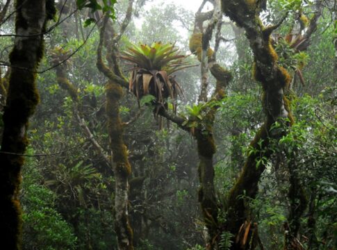 bromelias-nutrem-plantas-grandes-que-vivem-em-solo-pobre-em-nutrientes