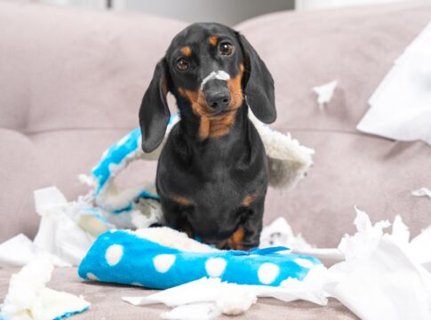 seu-cachorro-e-ansioso?-descubra-3-dicas-com-brinquedos-para-acalma-lo