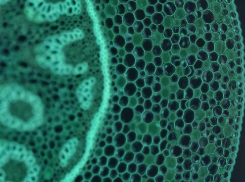 milhoes-de-celulas-da-sua-mae-ainda-vivem-em-voce,-sugere-estudo