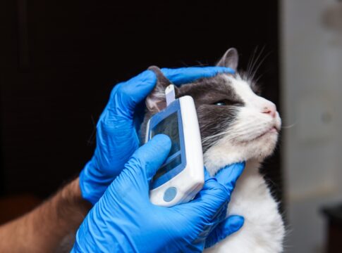 homem-tenta-dar-golpe-em-policial-apos-atendimento-em-veterinaria