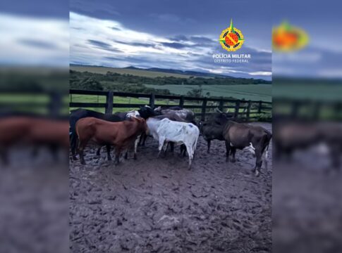 pmdf-prende-dupla-que-furtou-mais-de-45-gados-avaliados-em-r$-200-mil