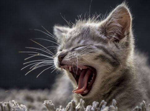 pequeninos!-os-menores-felinos-domesticos-e-selvagens-do-mundo