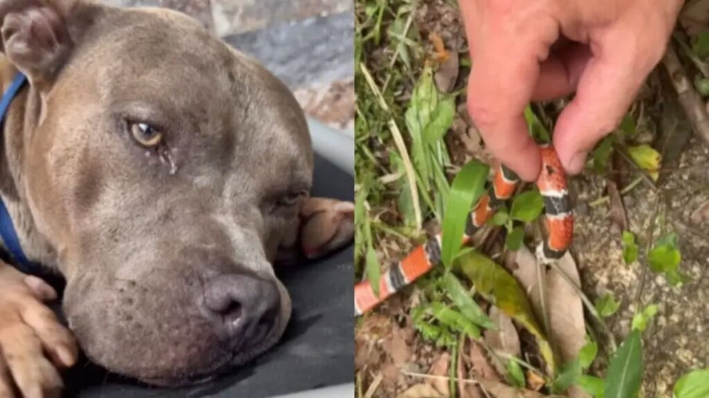 “nos-protegeu”:-cachorro-de-influenciadora-morre-por-picada-de-cobra