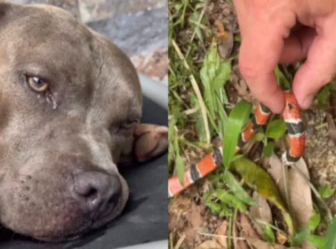“nos-protegeu”:-cachorro-de-influenciadora-morre-por-picada-de-cobra