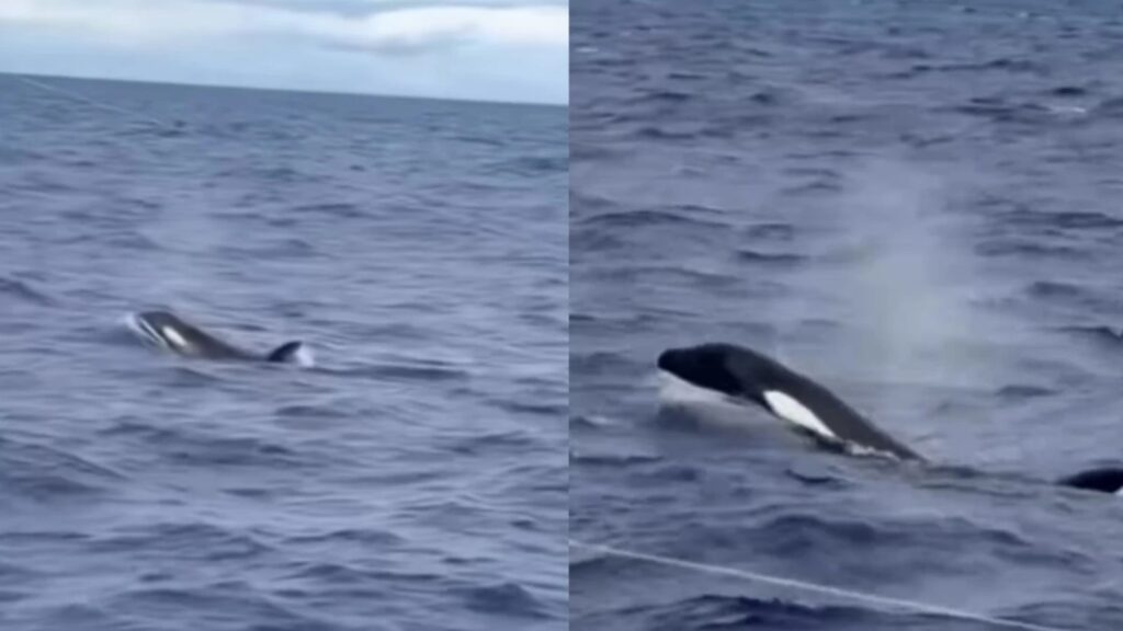 pescador-faz-registro-raro-de-orcas-no-litoral-sul-da-bahia.-assista