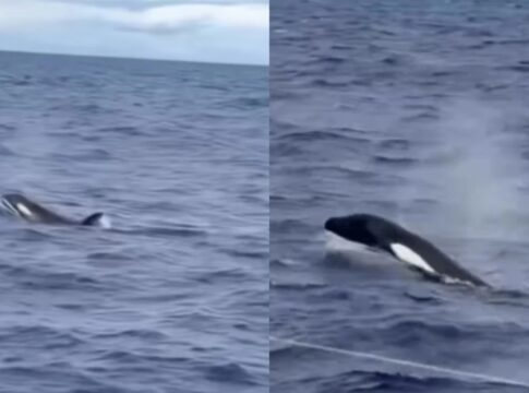 pescador-faz-registro-raro-de-orcas-no-litoral-sul-da-bahia.-assista