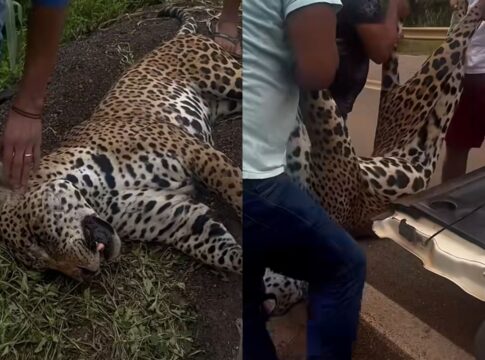 onca-pintada-e-resgatada-por-indigenas-apos-ser-atropelada-em-rodovia.-video