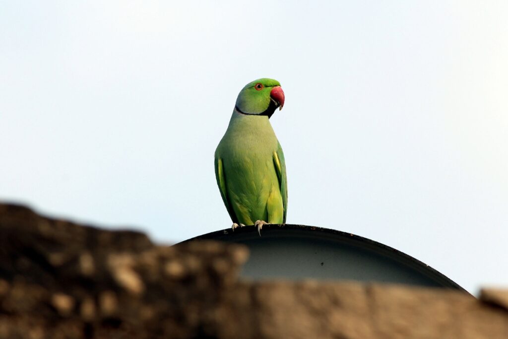 papagaio-sera-devolvido-a-tutor-apos-“rompimento-de-vinculo-afetivo”