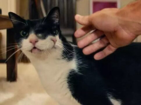 gata-de-o-agente-secreto-ganha-premio-em-festival-de-cinema-dos-eua