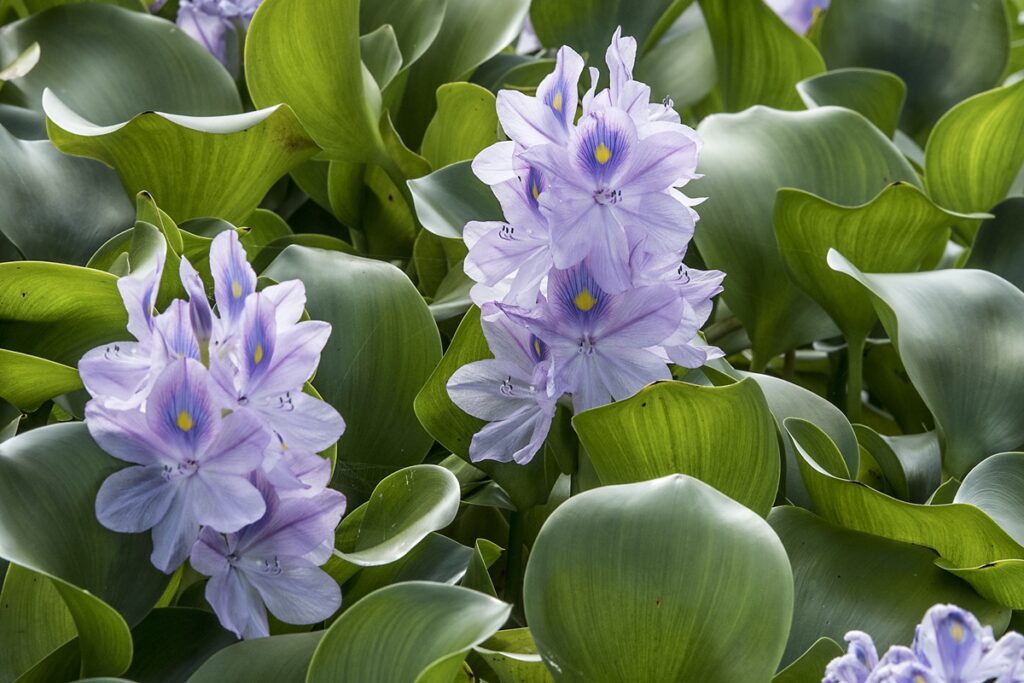 yuguh:-entenda-como-povos-indigenas-produzem-sal-a-partir-de-planta