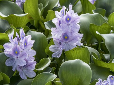 yuguh:-entenda-como-povos-indigenas-produzem-sal-a-partir-de-planta