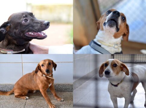 caes-resgatados-esperam-por-adocao-no-df;-veja-fotos