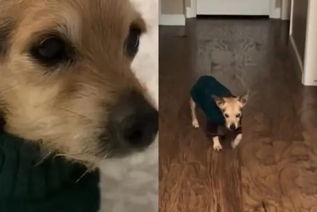 cachorro-de-16-anos-com-demencia-comove-a-web-com-rotina-noturna