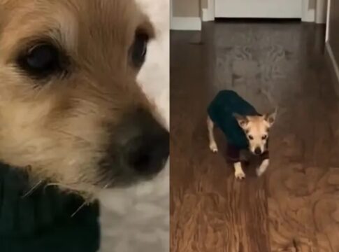 cachorro-de-16-anos-com-demencia-comove-a-web-com-rotina-noturna