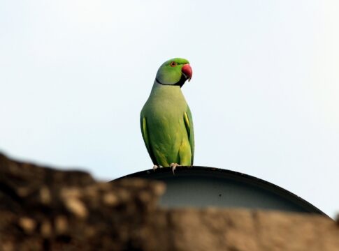 papagaio-apreendido:-“nao-foi-comprovado-maus-tratos”,-diz-decisao