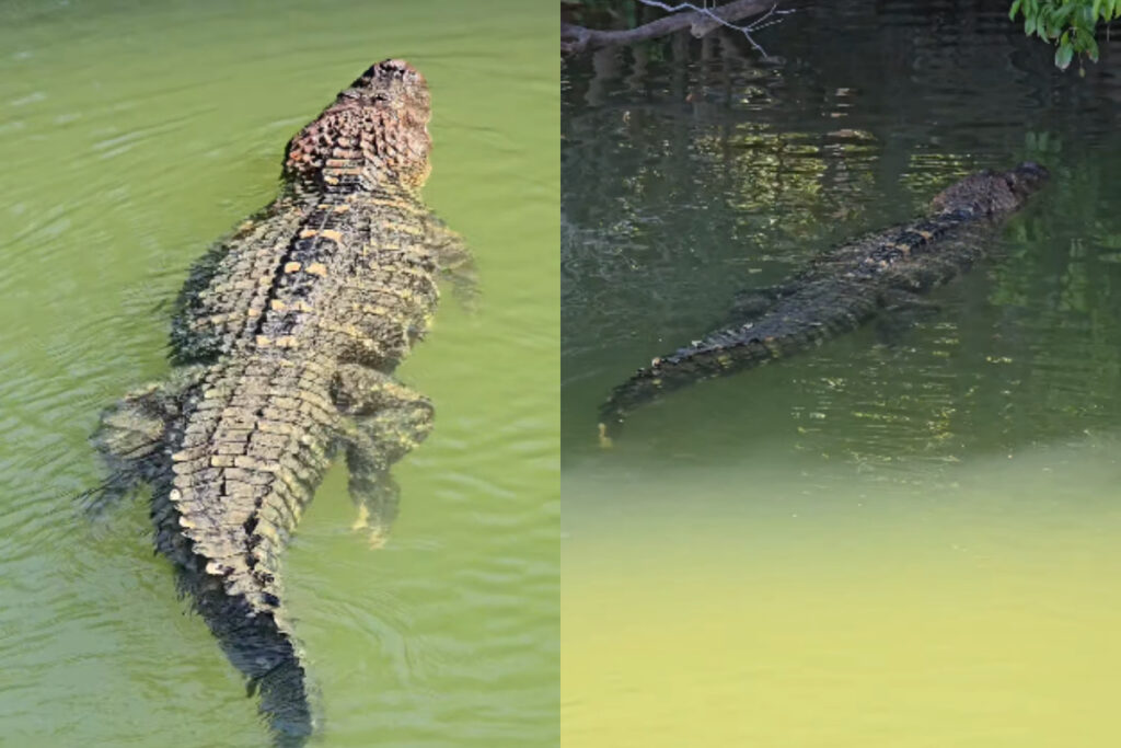 pescador-filma-jacare-gigante-nadando-tranquilo-em-rio:-“de-estimacao”