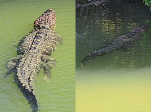 pescador-filma-jacare-gigante-nadando-tranquilo-em-rio:-“de-estimacao”