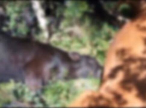 mais-de-25-vacas-e-bezerros-morrem-apos-serem-atingidos-por-raios-em-sc