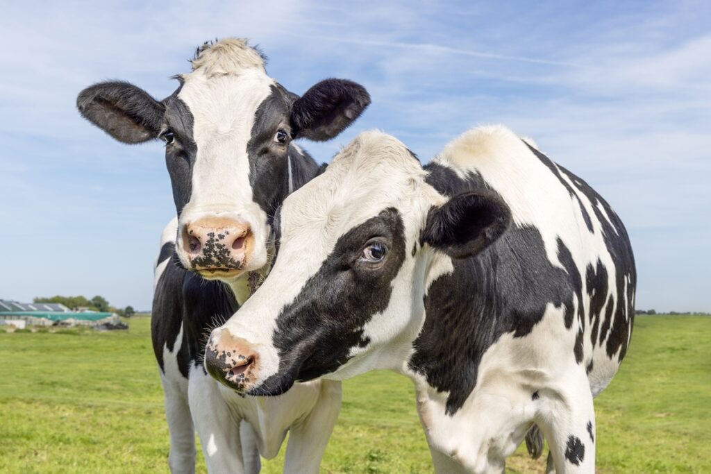 vacas-tem-melhores-amigas-e-nao-gostam-de-ficar-sozinhas