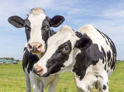 vacas-tem-melhores-amigas-e-nao-gostam-de-ficar-sozinhas