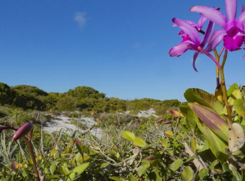 inpe-confirma-reducao-de-desmatamento-na-maioria-dos-biomas-em-2024