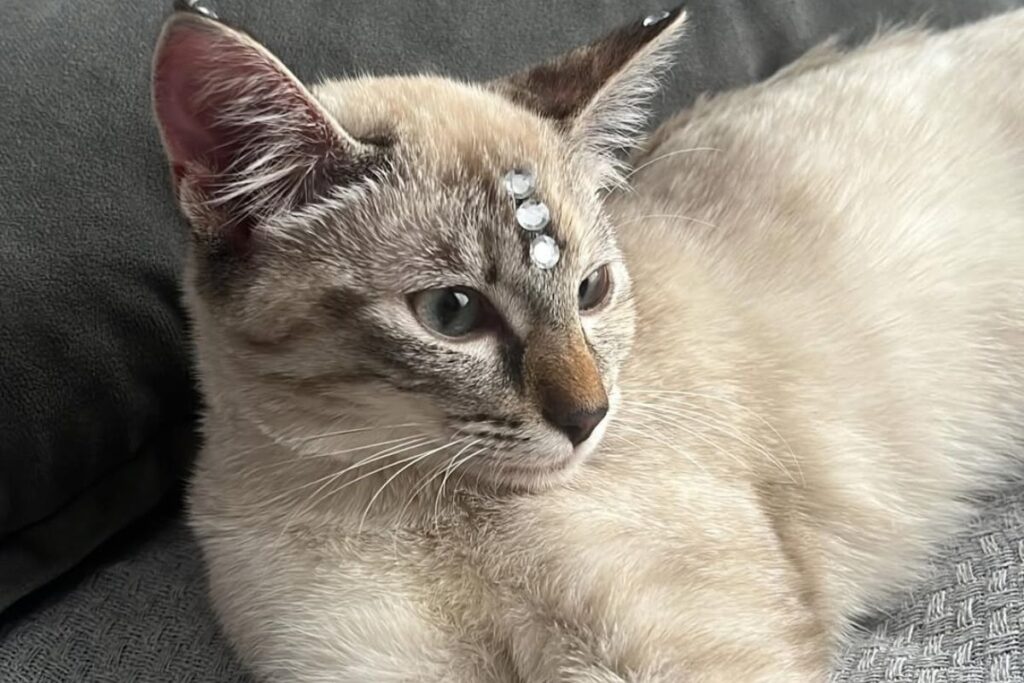 gata-cai-em-cano-e-fica-40-horas-presa-ate-ser-resgatada-por-bombeiros.-video