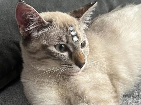 gata-cai-em-cano-e-fica-40-horas-presa-ate-ser-resgatada-por-bombeiros.-video