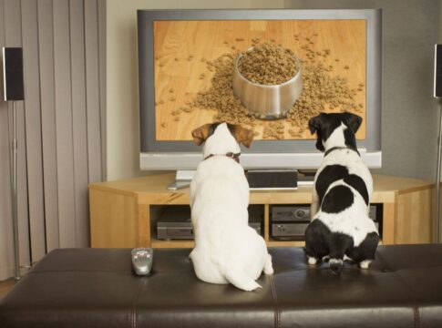 deixar-a-tv-ligada-faz-mal-aos-pets?-entenda-o-impacto-das-telas