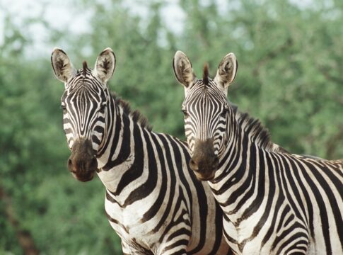 preto-no-branco:-entenda-para-que-servem-as-listras-das-zebras