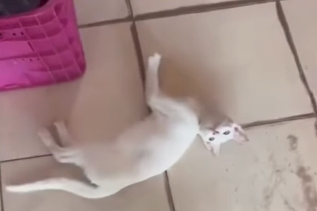 homem-chuta-gato-na-rua-e-mulher-reage-com-cadeirada.-video