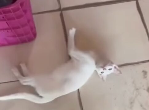 homem-chuta-gato-na-rua-e-mulher-reage-com-cadeirada.-video